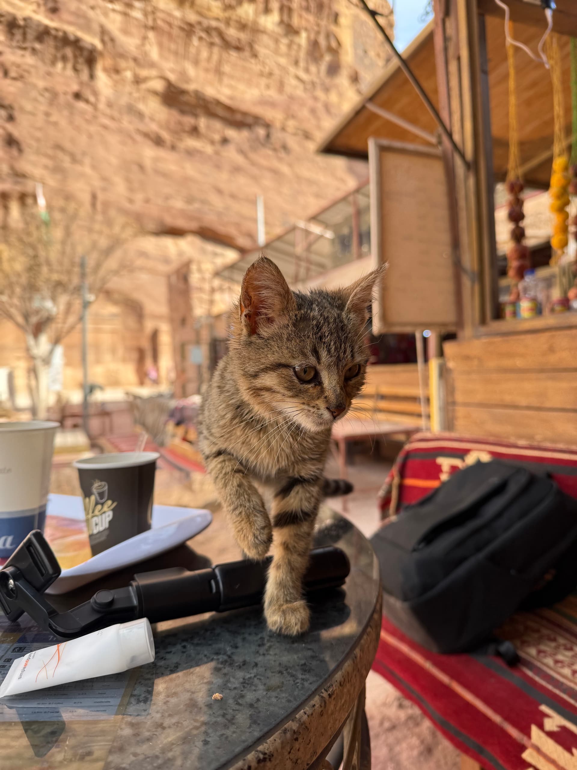 A tabby cat sitting on a small table at a Petra shop, with a red patterned cushion behind and a soda can on the table, with Arabic labels floating over the scene